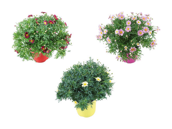 Buisson de marguerites