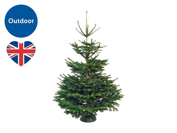 Large Christmas Tree