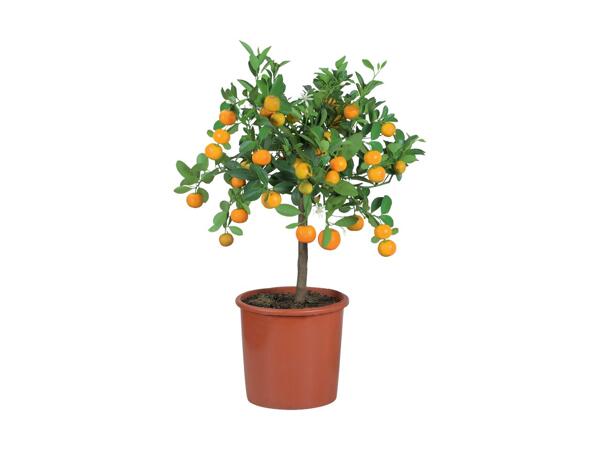 Large Citrus Tree