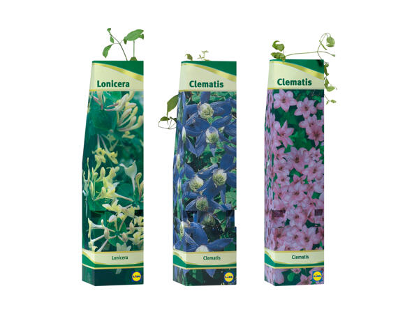 Piante rampicanti