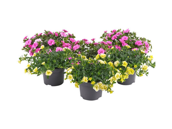 Småpetunia