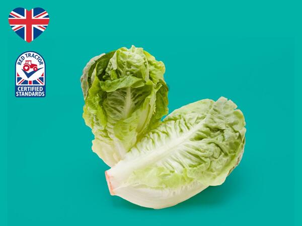 Little Gem Lettuce