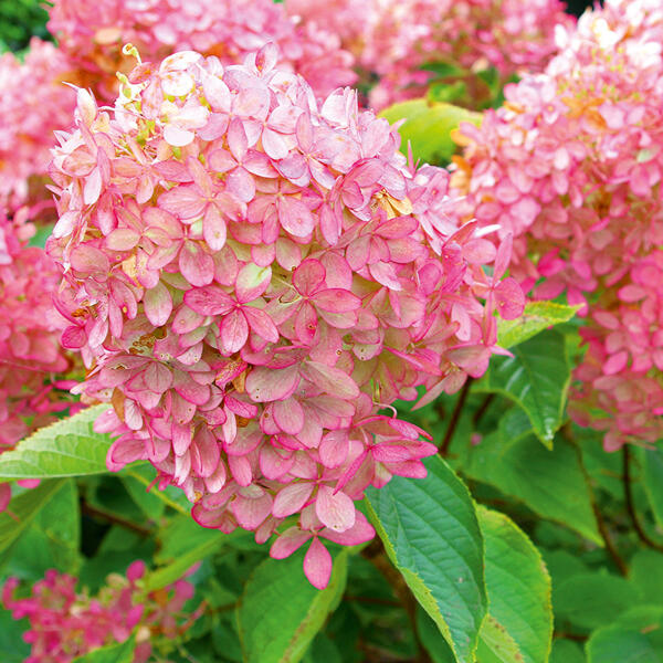 Rispenhortensie