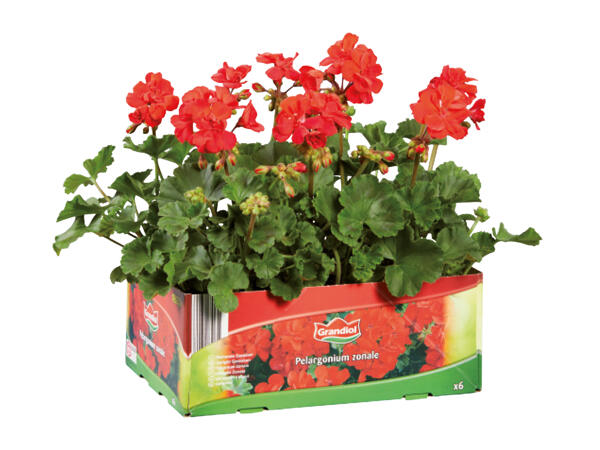 Upright Geraniums