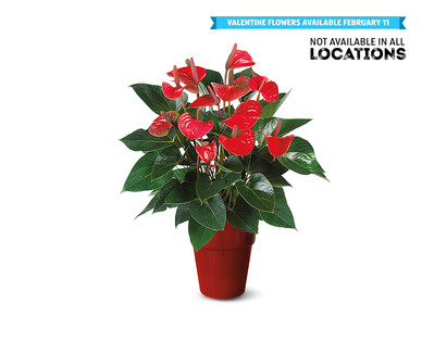 5" Anthurium