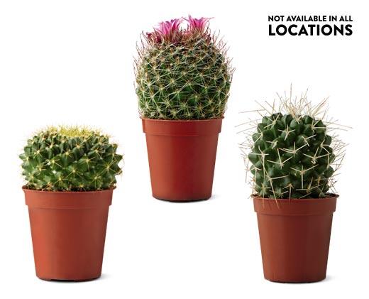 Mini Cactus Assorted Varieties