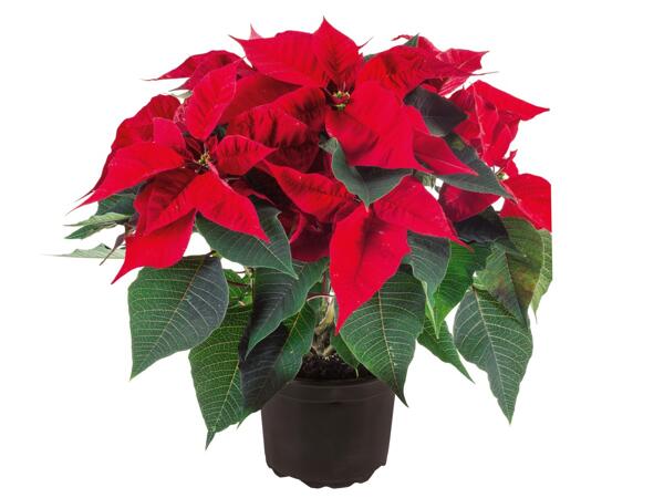 Large Poinsettia