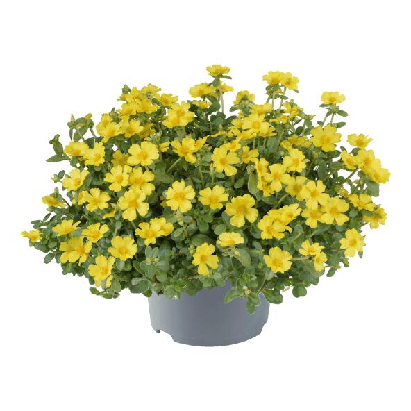 GARDENLINE(R) 				Portulak