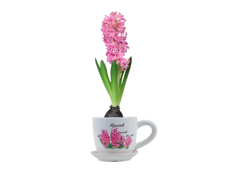 Hyacinth Bulbs in Teacup