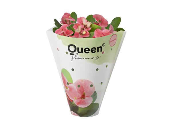 Euphorbia Tiara