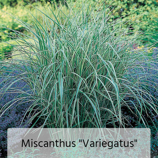 Miscanthus Chinaschilf-Mix