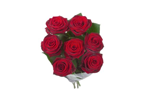 Bunch of Roses XXL