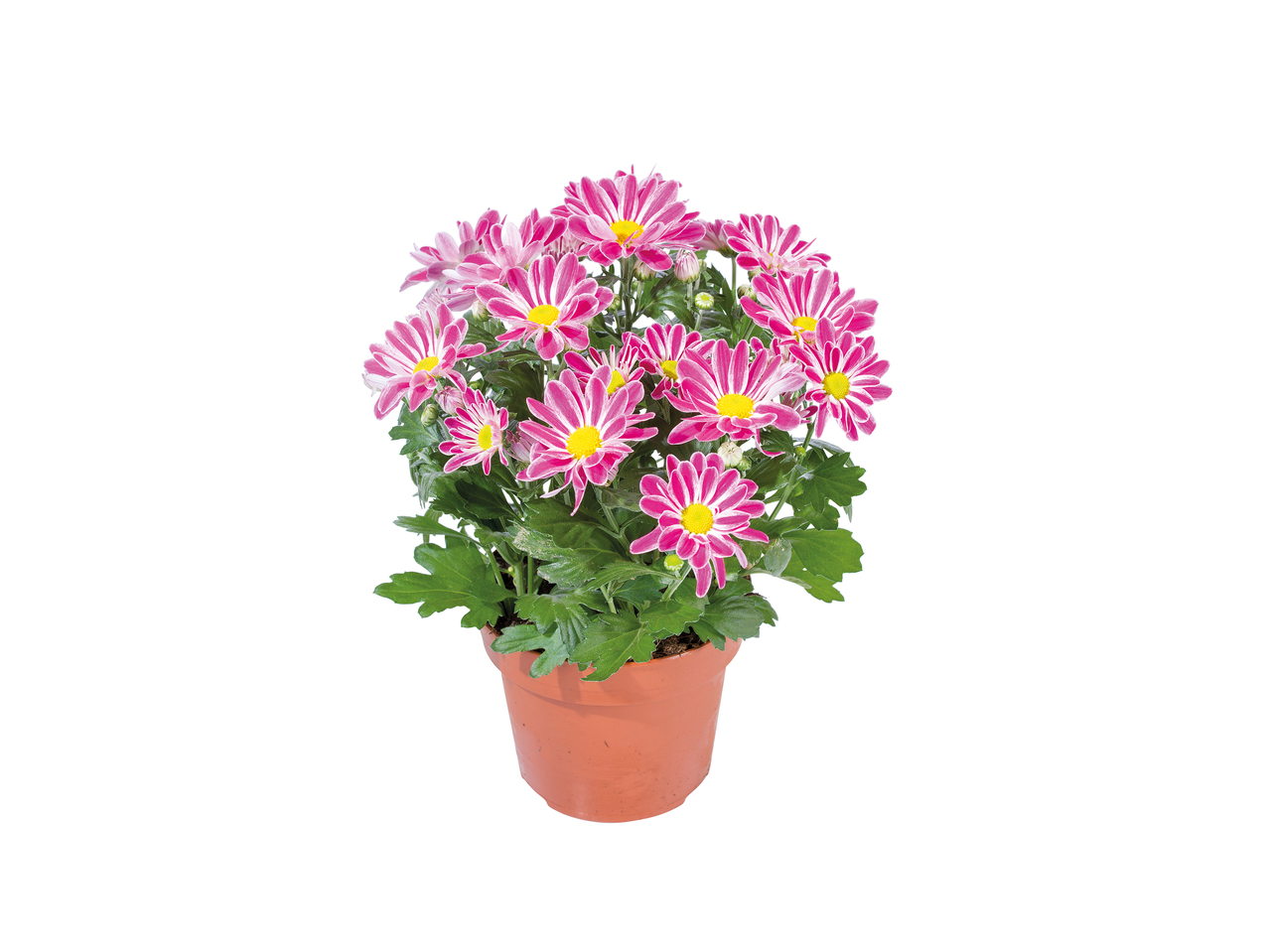 Chrysanthemum1