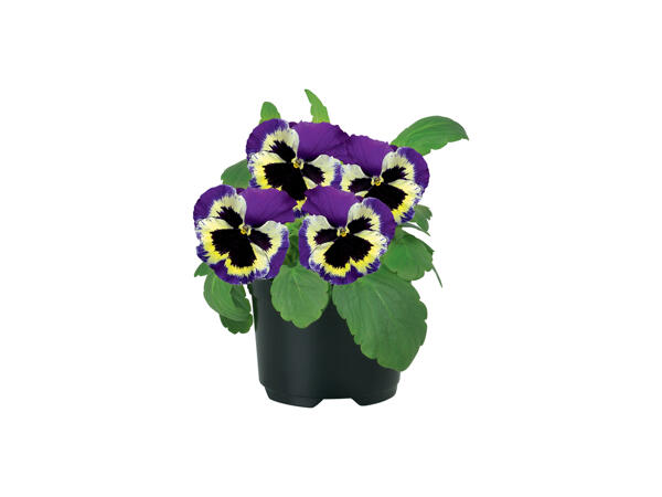 Pansies