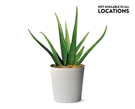 10" Aloe Vera Plant