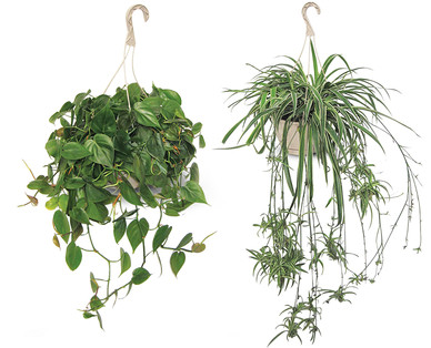 8" Foliage Assortment