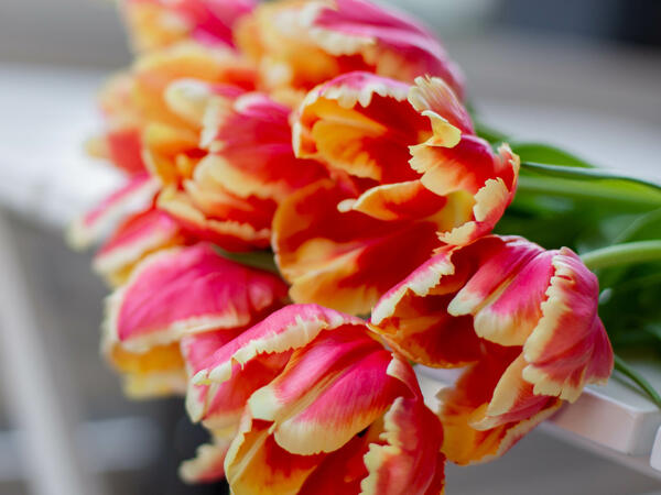 Tulipes perroquet