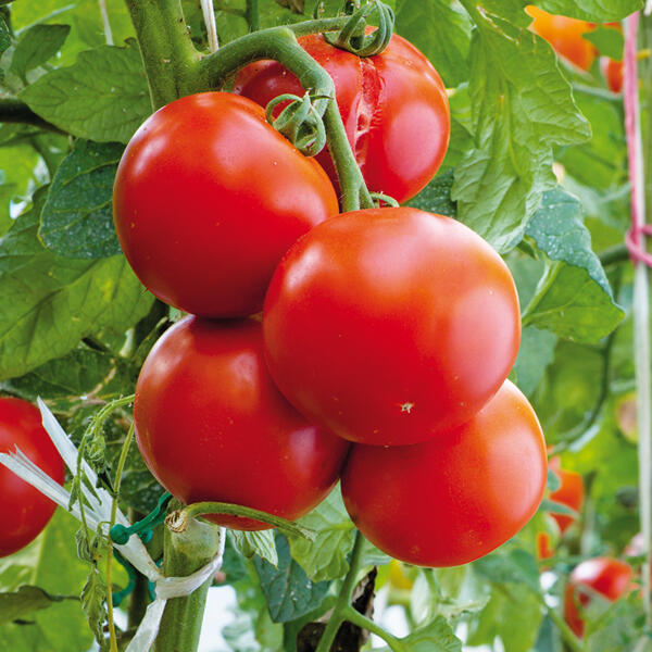 Tomatenpflanzen