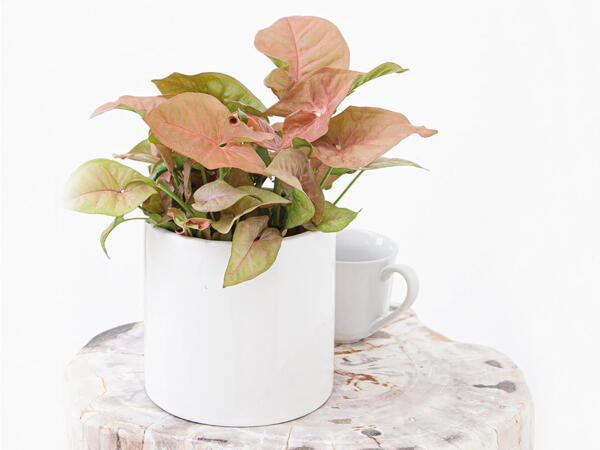 Gåsefod Syngonium