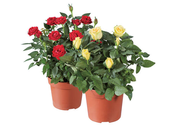 Roses