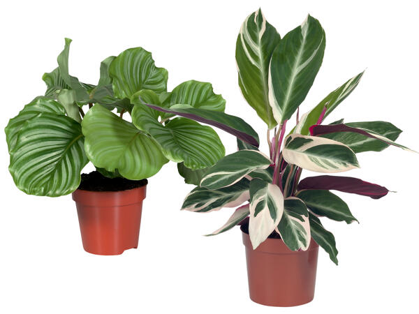 Calathea