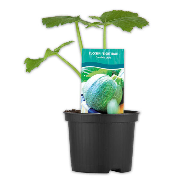 Snack-Gemüse / Zucchini- Besonderheiten