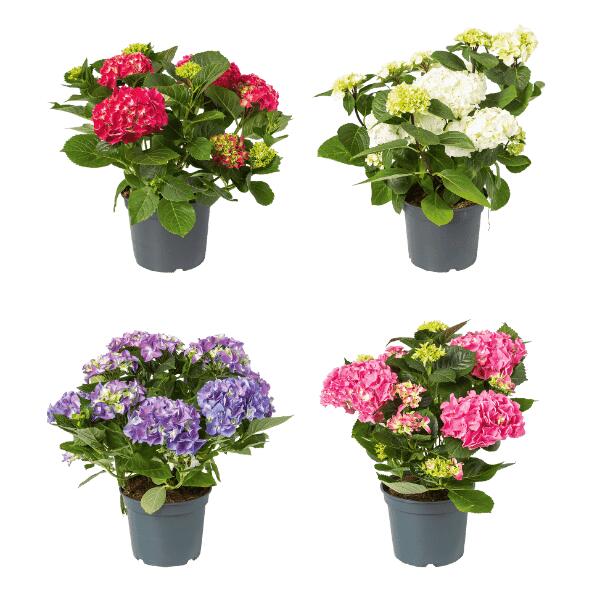 Hortensia de jardin