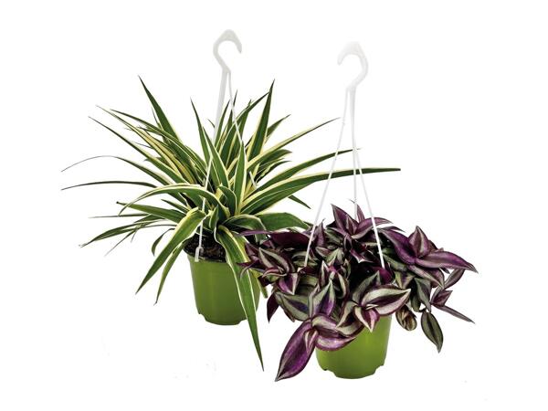 Green Hanging Plants