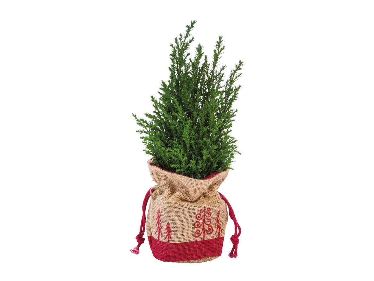Mini Christmas Tree in a Jute Bag1