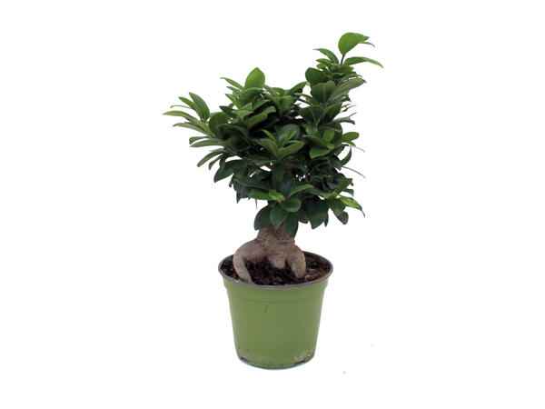 Bonsai Ficus Ginseng