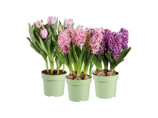 Blomlökar
