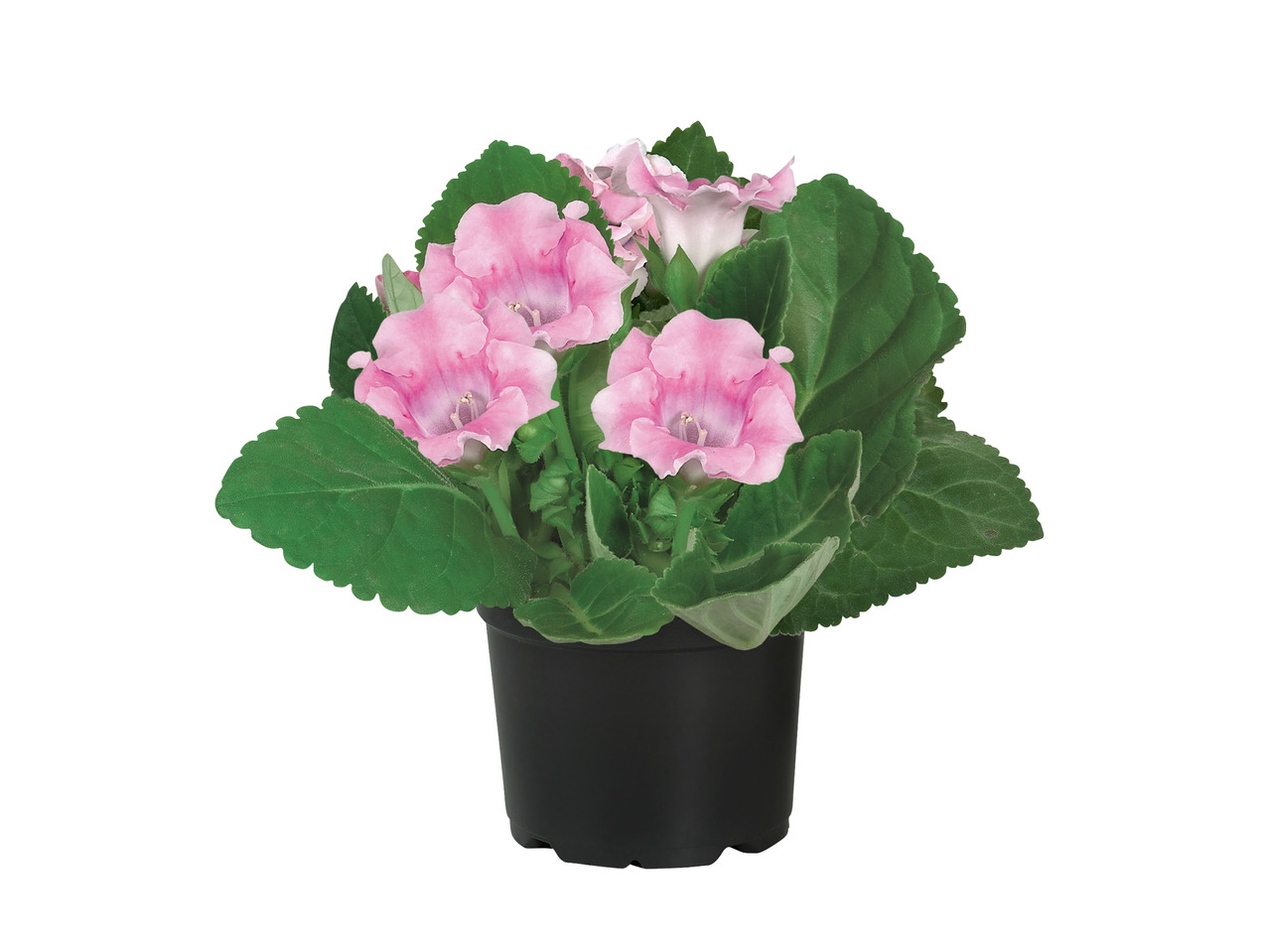 Gloxinia1