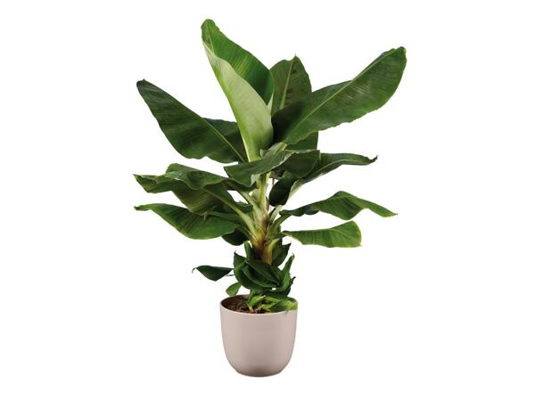 Banana Plant
