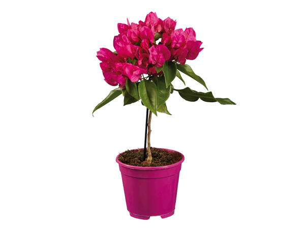 Bougainvillea