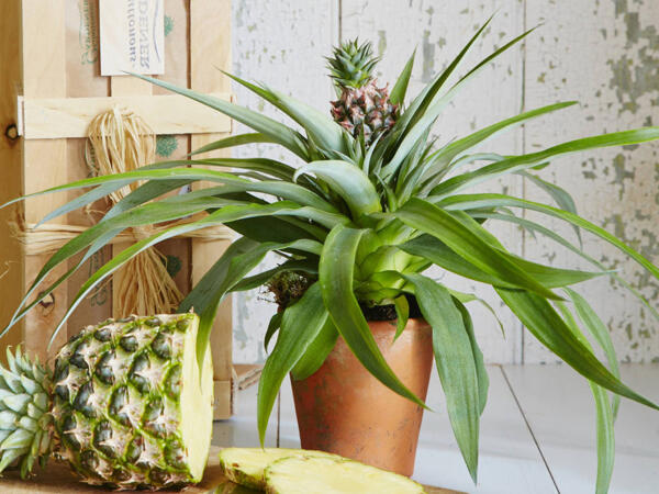 Ananasplante
