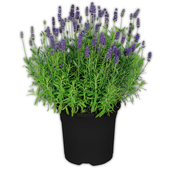 Lavendel
