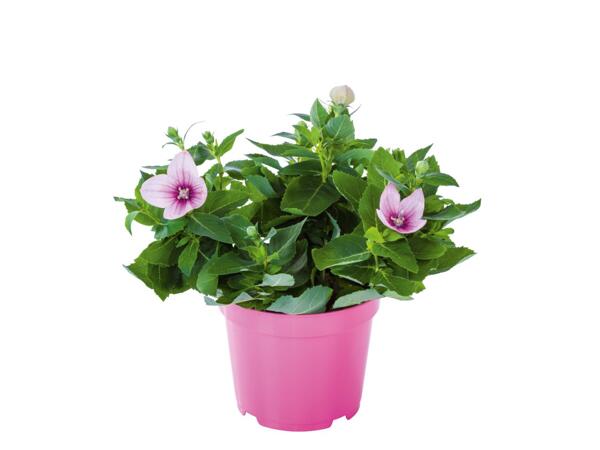 Balloon Flower