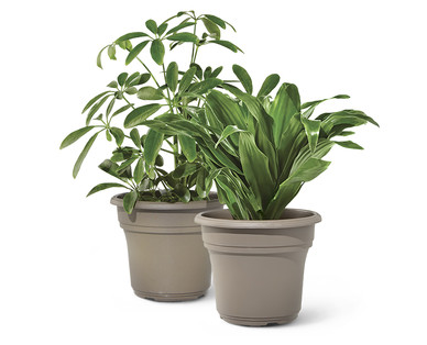 4" Foliage Assortment