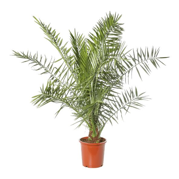 Palmplant