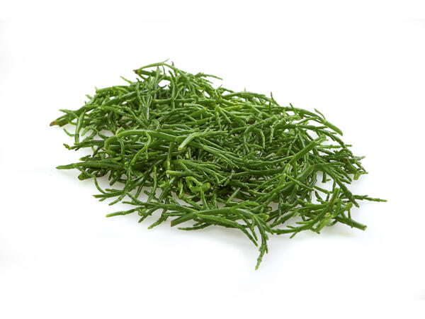 Salicorne