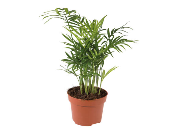 Green Plants