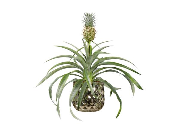 Zier-Ananas in Royal Keramik