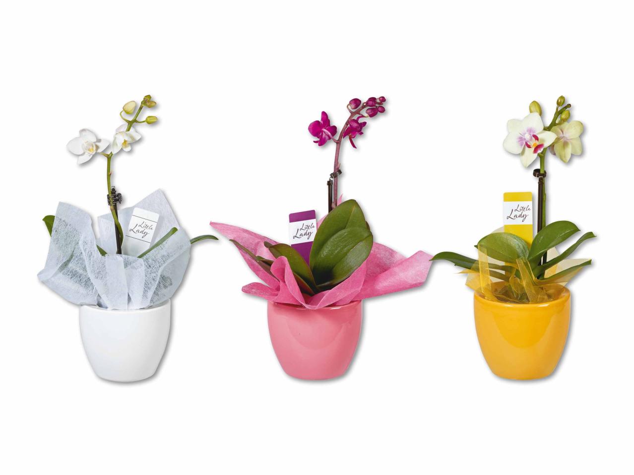 Phalaenopsis Little Lady