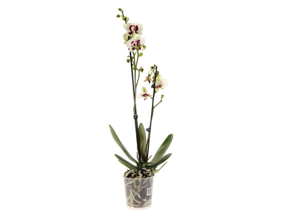 Gift Bag Orchid