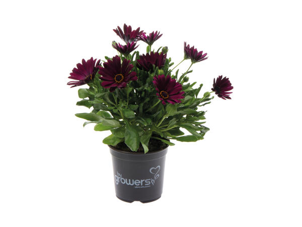Spanske margueritter