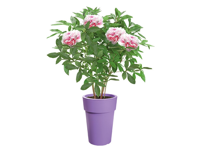 FLORABEST Large Plant Pot