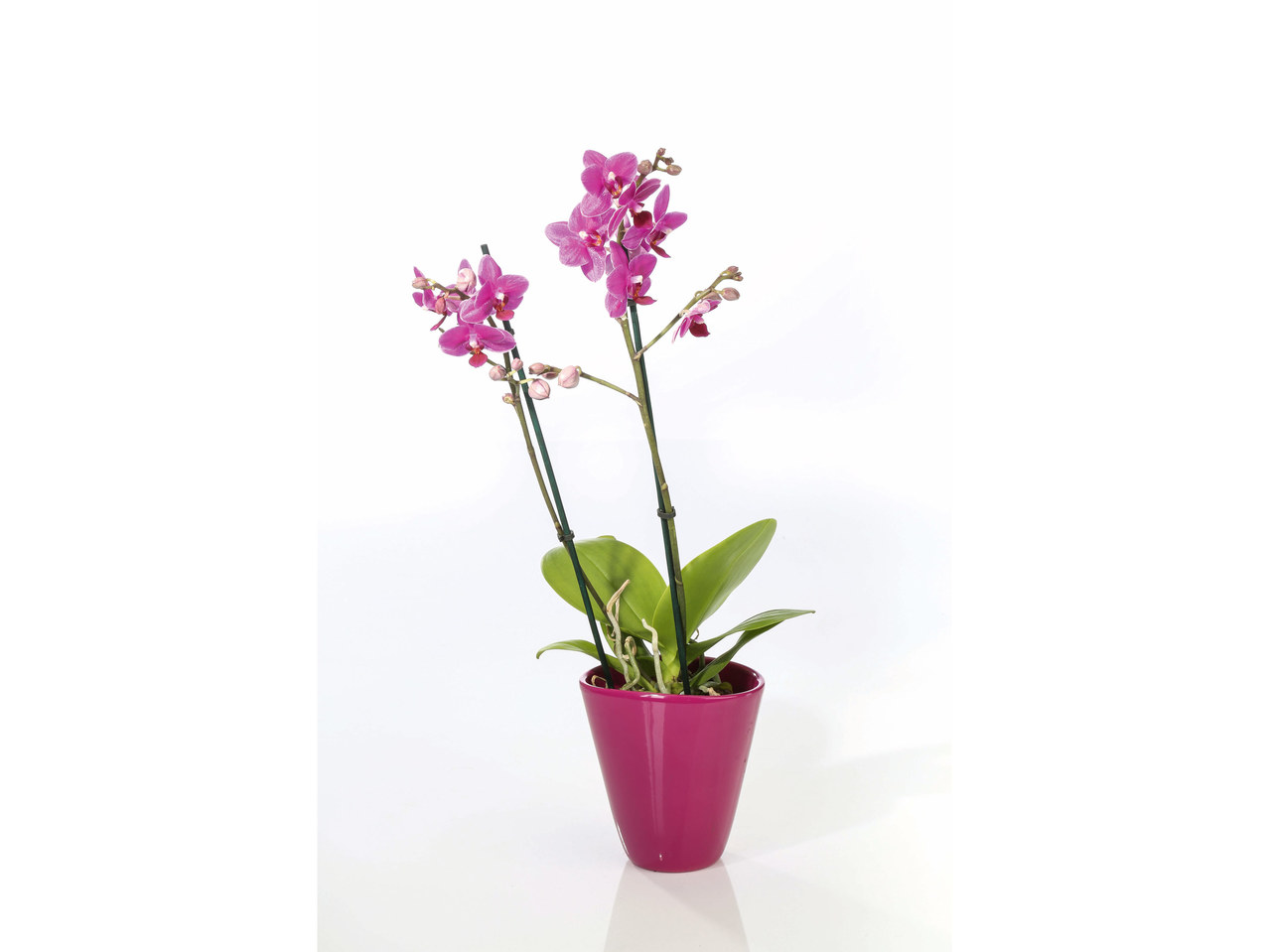 Phalaenopsis in keramieken pot