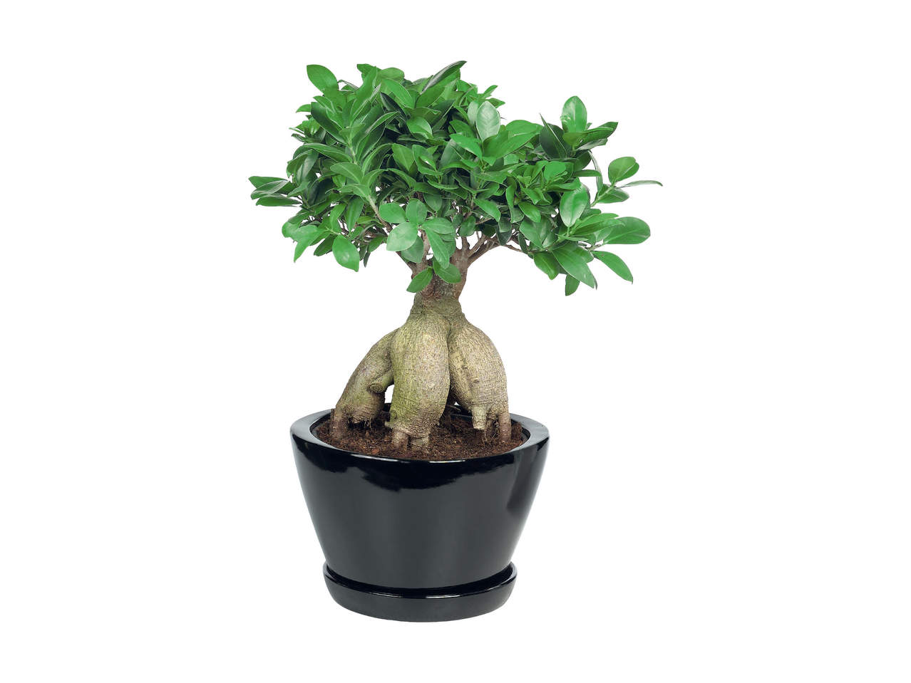 Bonsai Ficus Ginseng