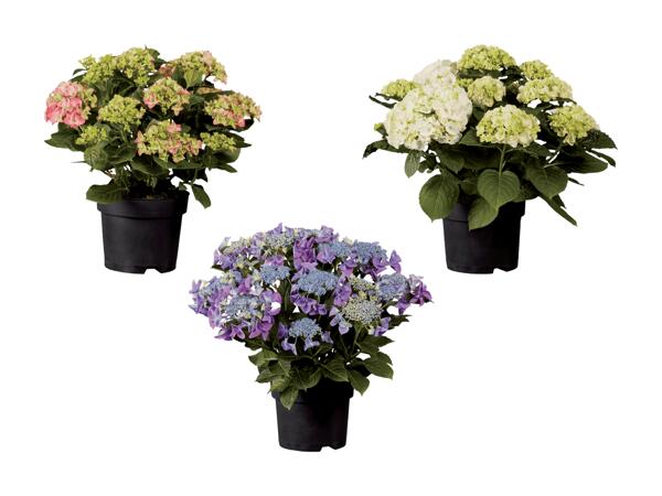 Hortensias XL