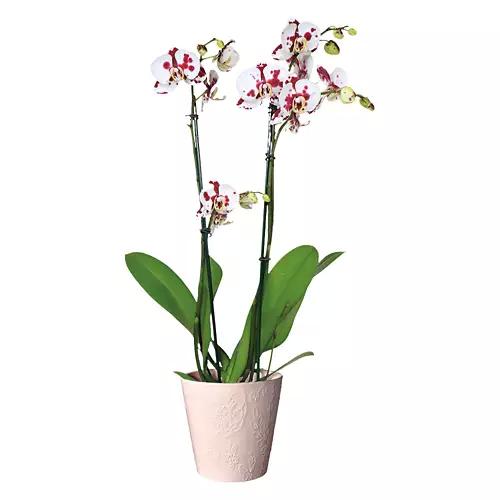 5" Mother's Day Orchid - Assorted Color